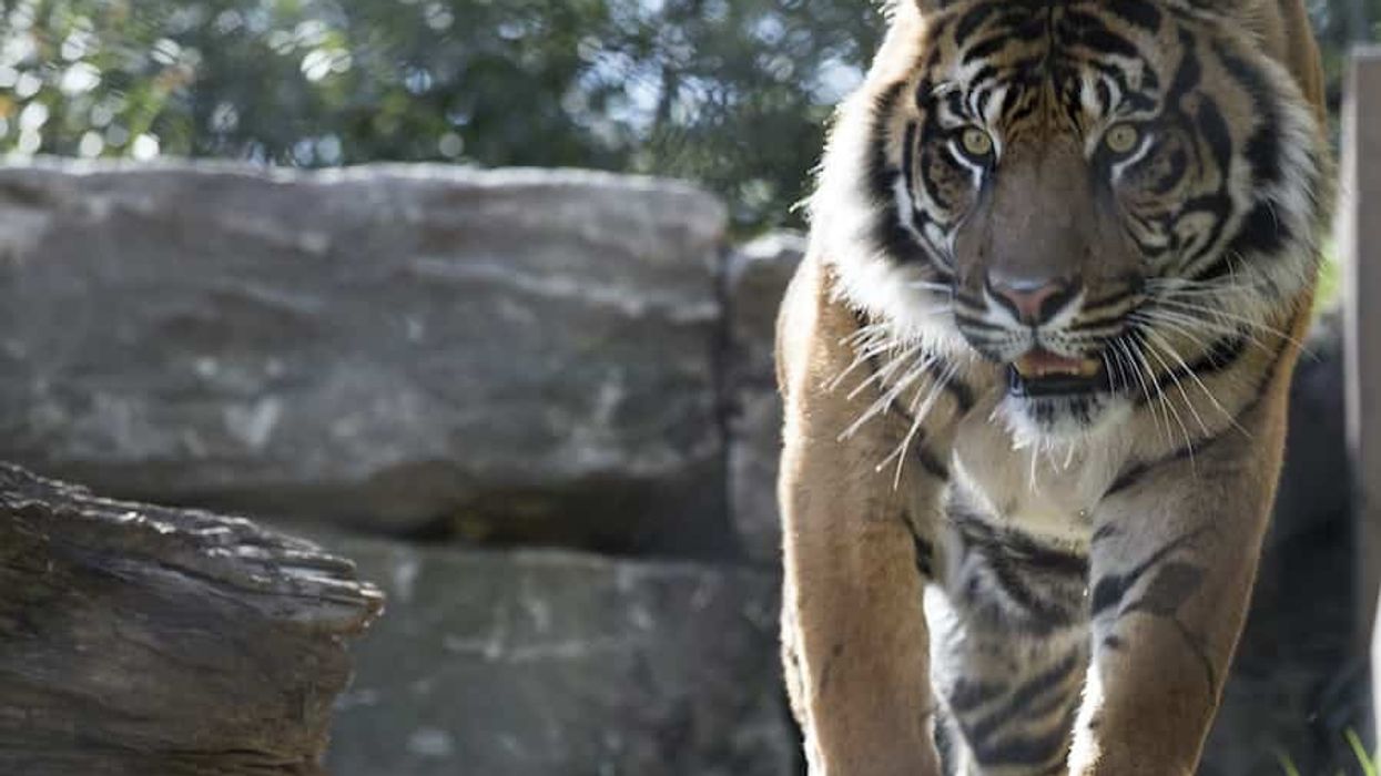 Association of Zoos and Aquariums (AZA)