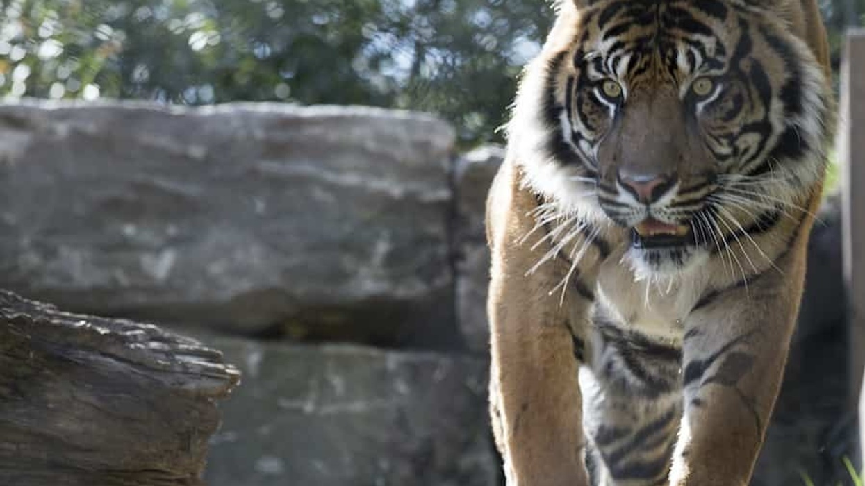 Association of Zoos and Aquariums (AZA)