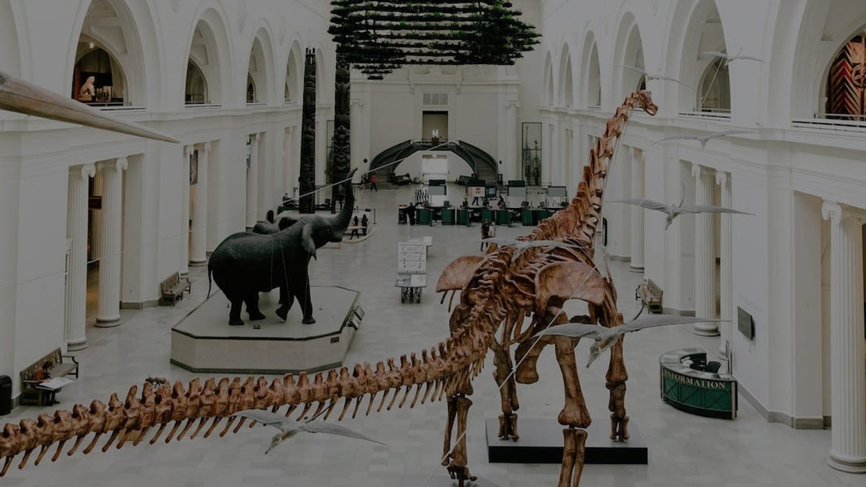 Coronavirus: how museums are providing alternative education