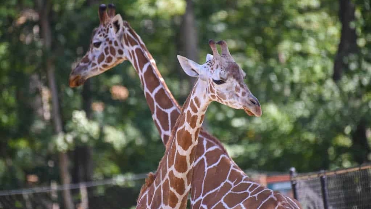 EAZA 2024 Annual Conference