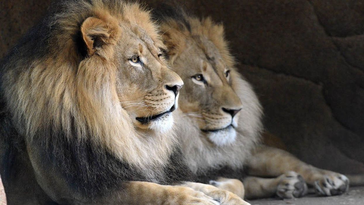 ZAA Annual Conference 2023