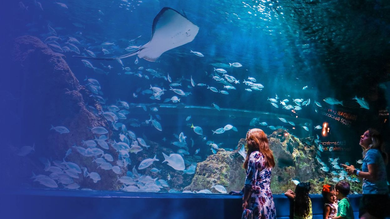 International Aquarium Congress (IAC) 2024