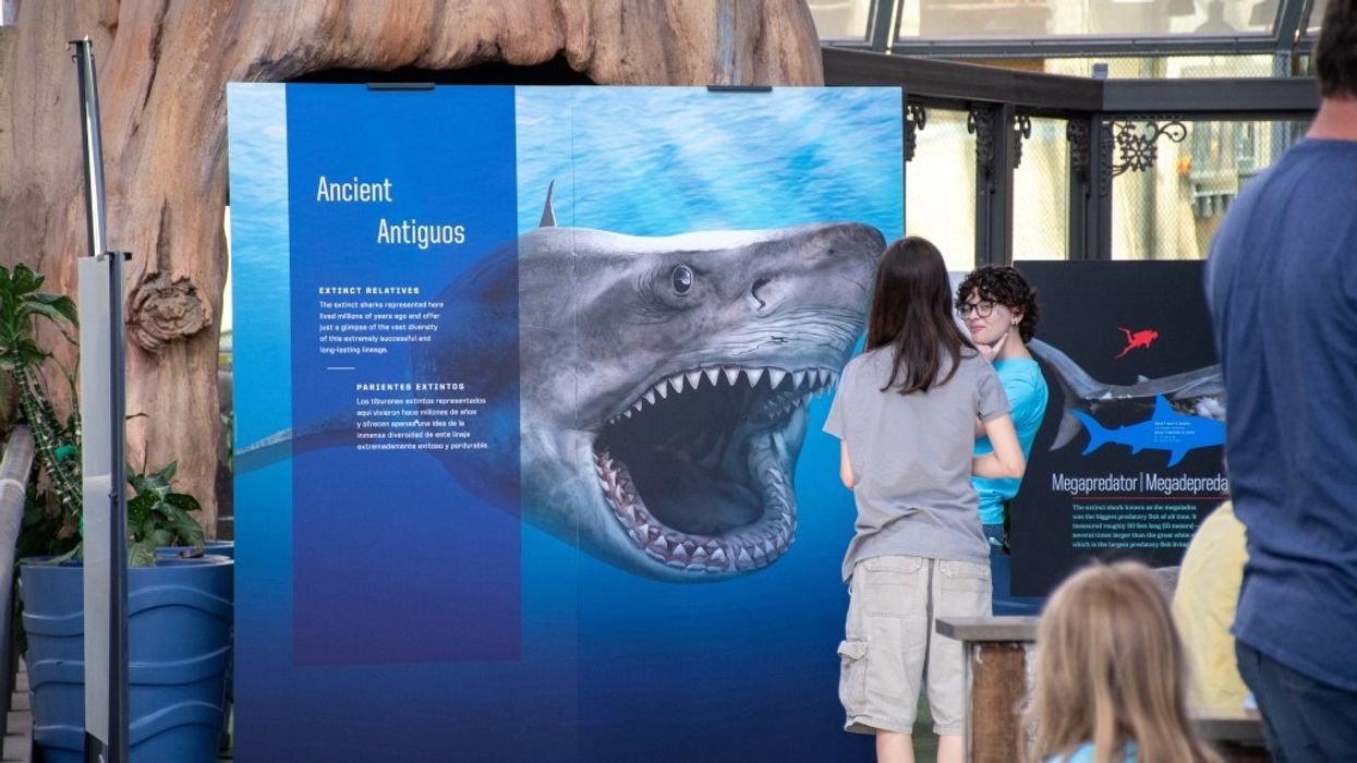Sharks 2D panel exhibition opens at venues worldwide