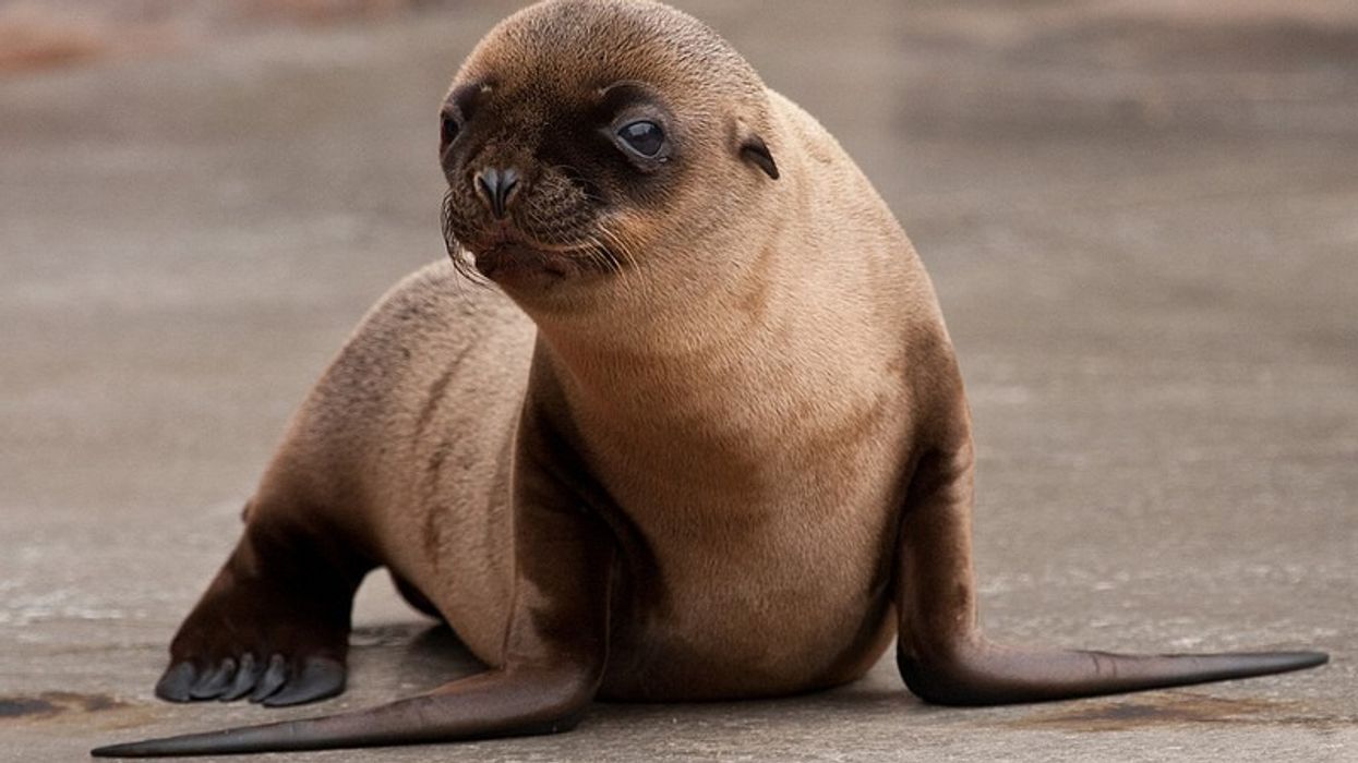 Smithsonian's National Zoo Opens New American Trail Exhibit