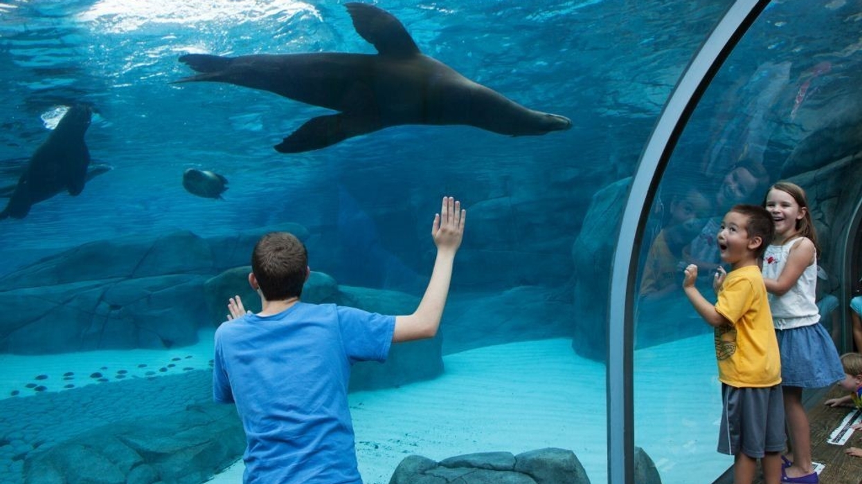 Award for Saint Louis Zoo Exhibit Designed by PGAV Destinations
