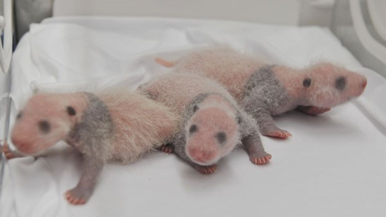 Panda Triplets Born at Chimelong Safari Park