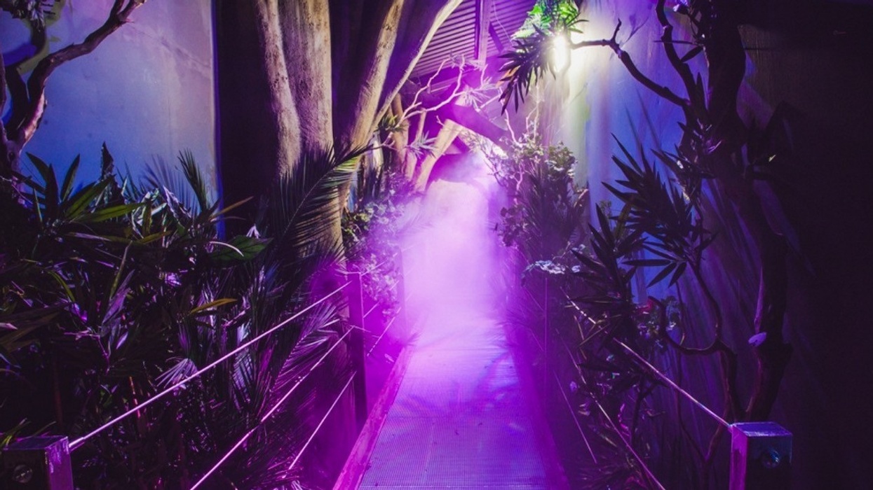 Scruffy Dog Creates World's First Jungle Maze Based on "I'm A Celebrity...Get Me Out Of Here!"