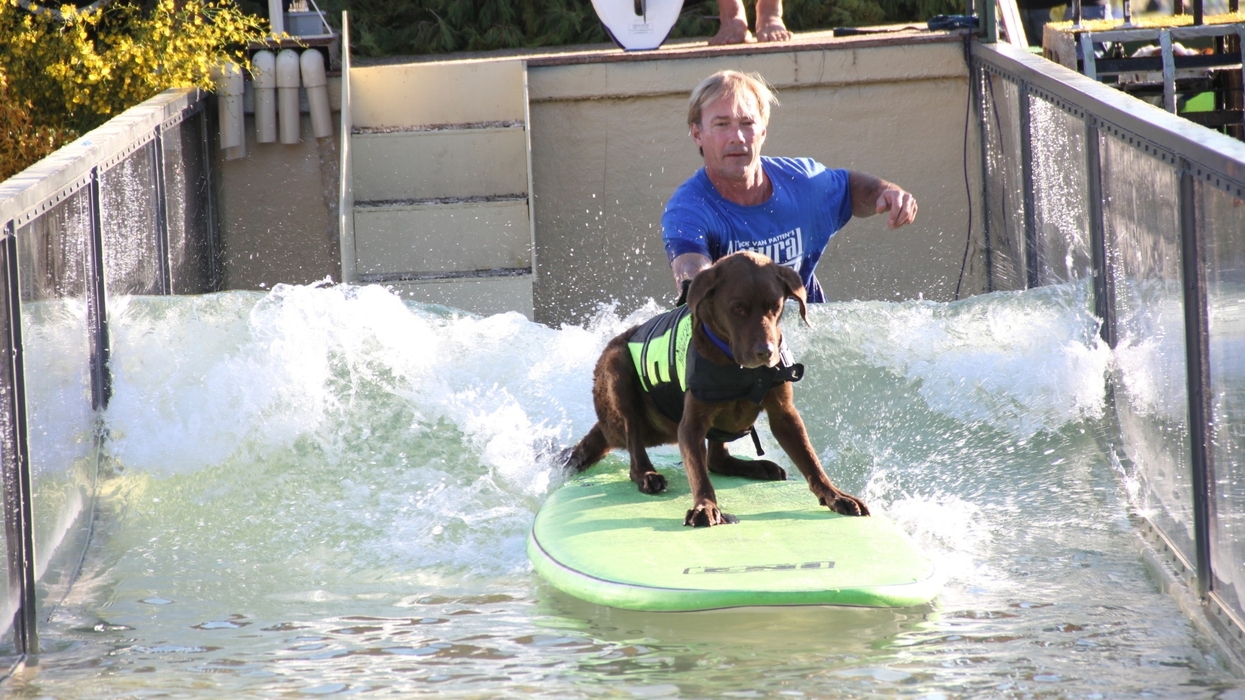 Surf's Pup! Surfing Dogs Star in The Lucy Pet Foundation Trailer Tour