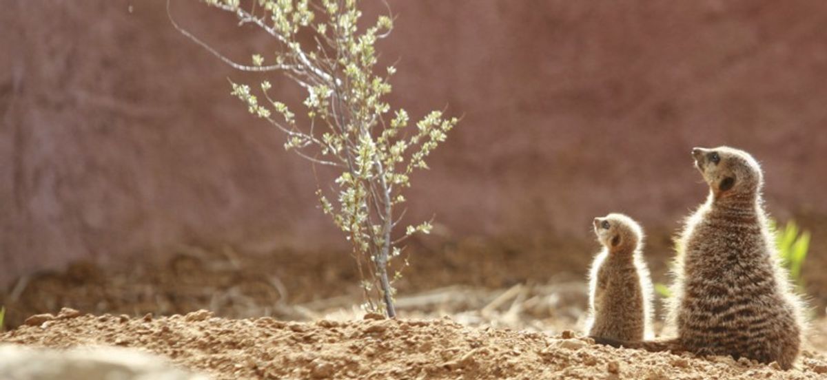 Chester Zoo's New MD Barbara Smith on Why it's All Happening at the Zoo.