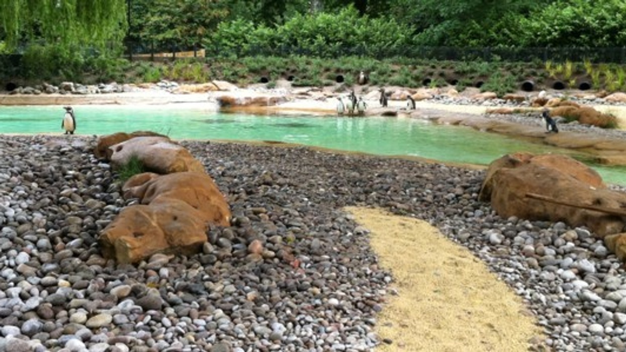 P-p-p-peek at a Penguin with FiNETra’s web cam at London Zoo’s Penguin Beach