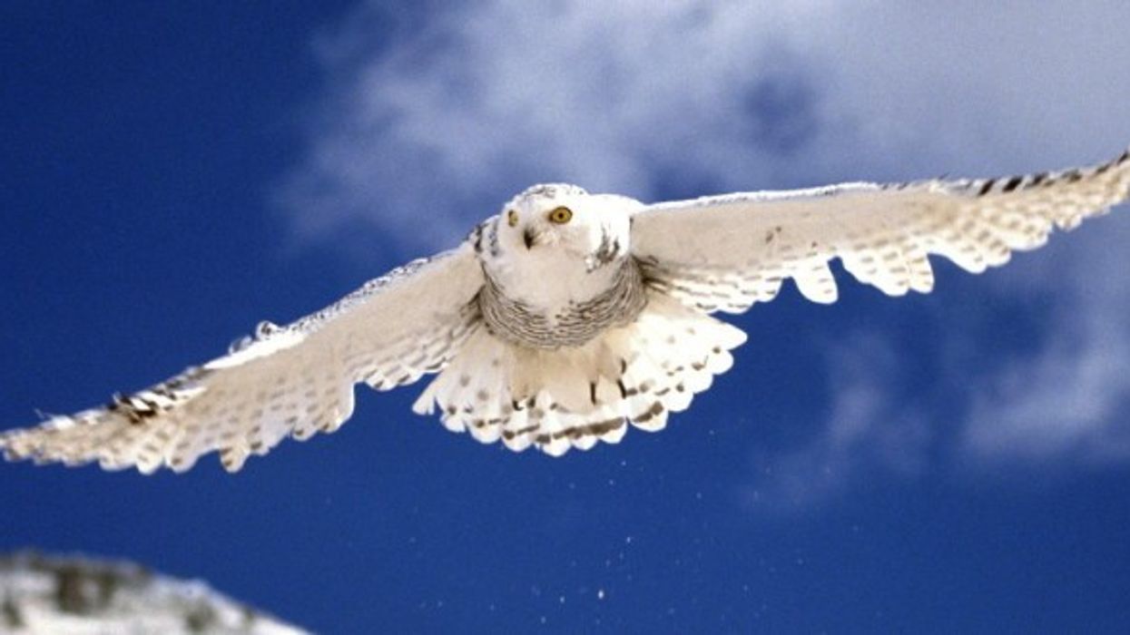 Theme parks: Ocean Park Take Eco-Approach to Polar Adventure