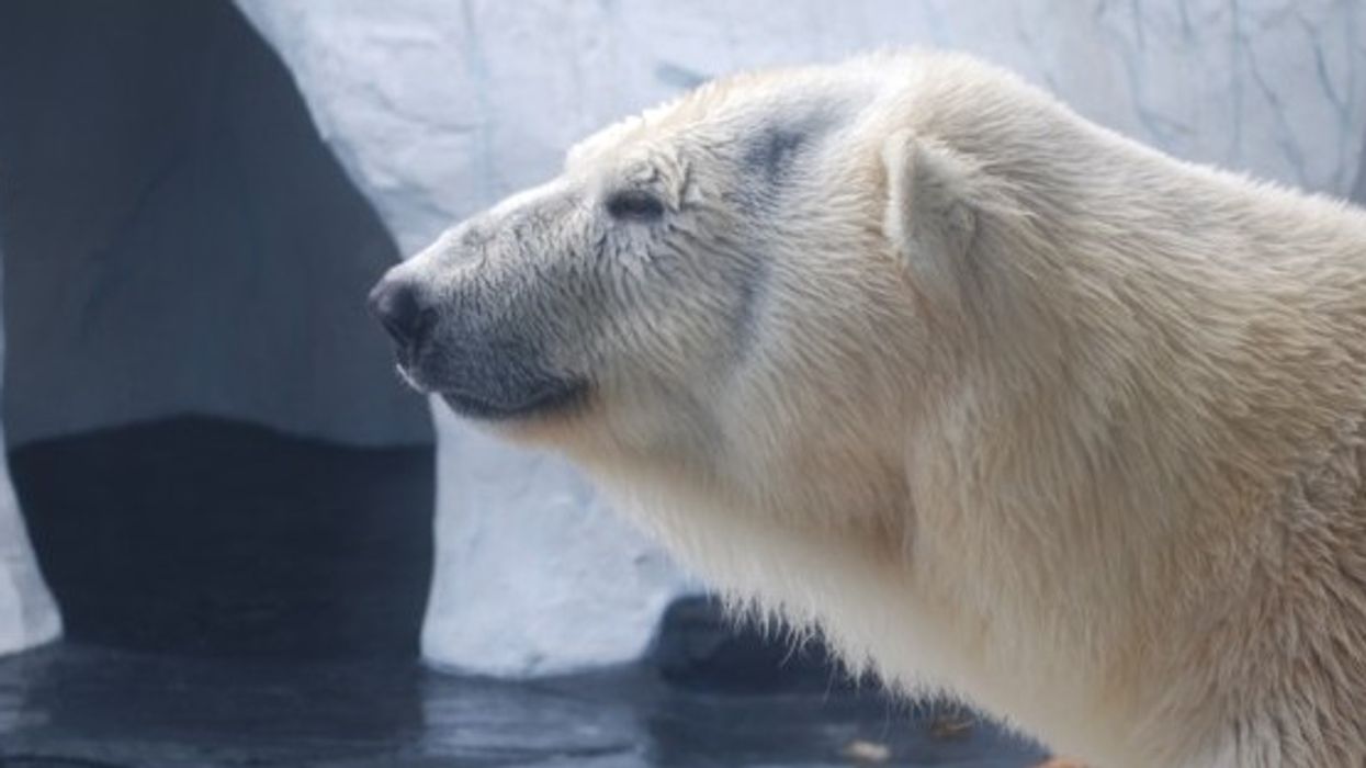 ZooVue and WAZA Launch the “World’s Biggest Virtual Zoo” Online