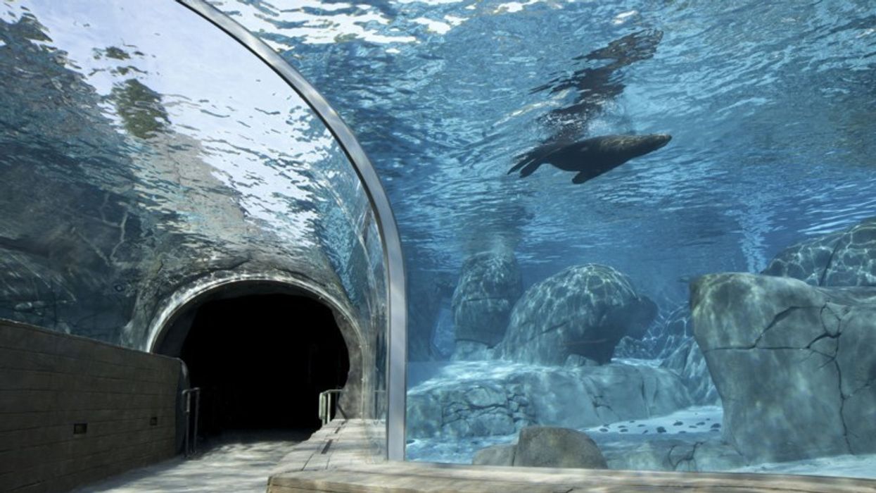 PGAV Destinations: Sea Lion Sound Opens at Saint Louis Zoo
