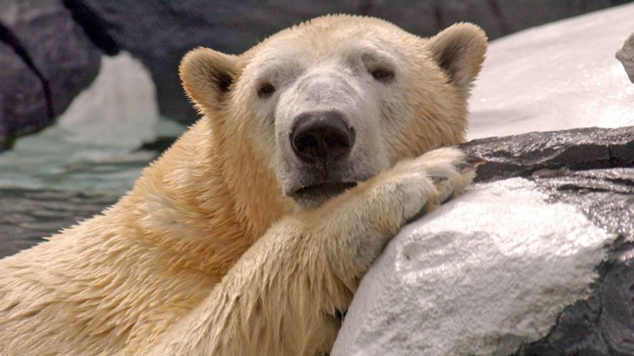 SeaWorld and Busch Gardens Grant $1.1 Million for Wildlife Research and Conservation