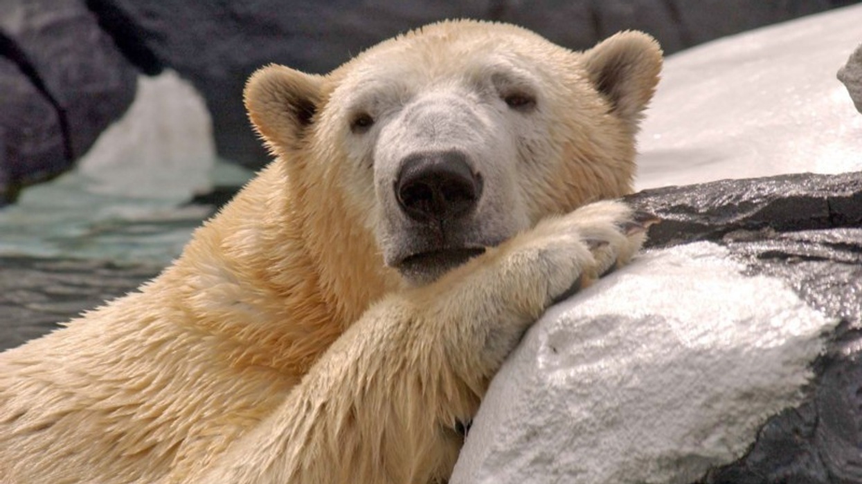 SeaWorld and Busch Gardens Grant $1.1 Million for Wildlife Research and Conservation