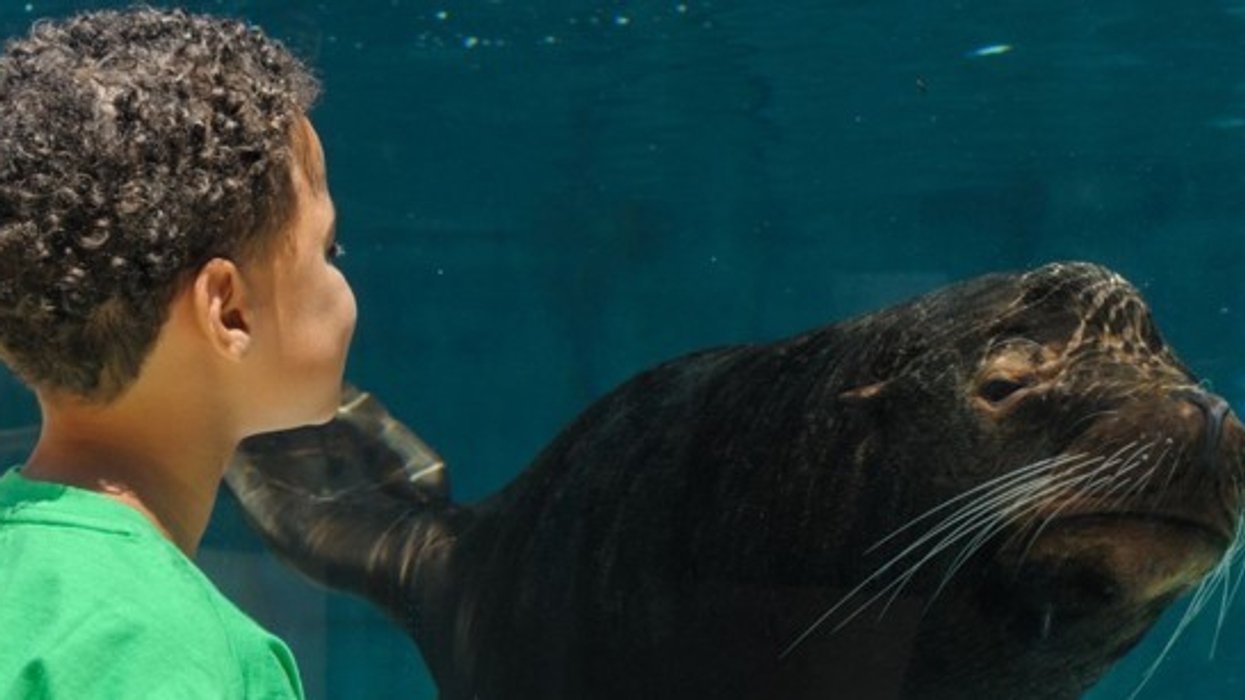 Saint Louis Zoo’s Sea Lion Sound Exhibit and U.S. Bank Wild Lights Help Set New Attendance Record