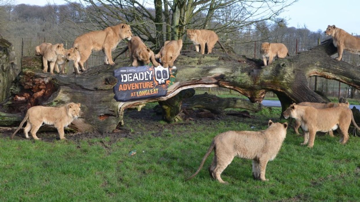 BBC Worldwide and Longleat Safari & Adventure Park Create Deadly Adventures