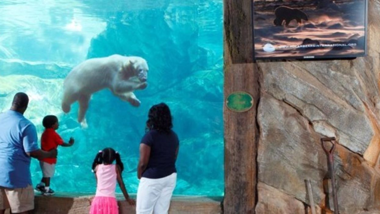 PGAV Destinations Celebrates International Polar Bear Day With Louisville Zoo
