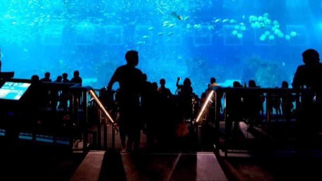 Resorts World Sentosa’s S.E.A. Aquarium Named World’s Largest Aquarium by Guinness World Records