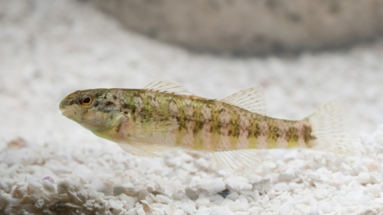 Shedd Aquarium Furthers its Commitment to Great Lakes Conservation with New Exhibit