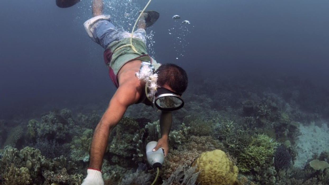 Sea Life Centres in Bid To Combat Cyanide Fishing