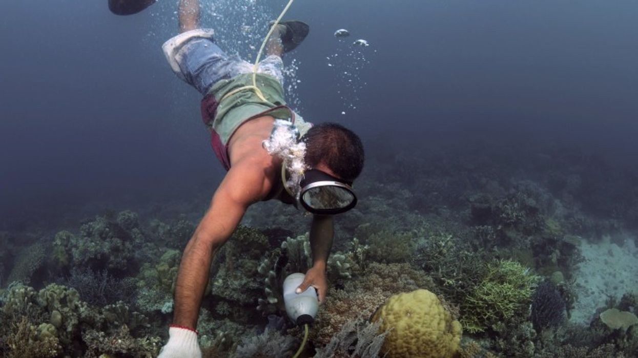 Sea Life Centres in Bid To Combat Cyanide Fishing