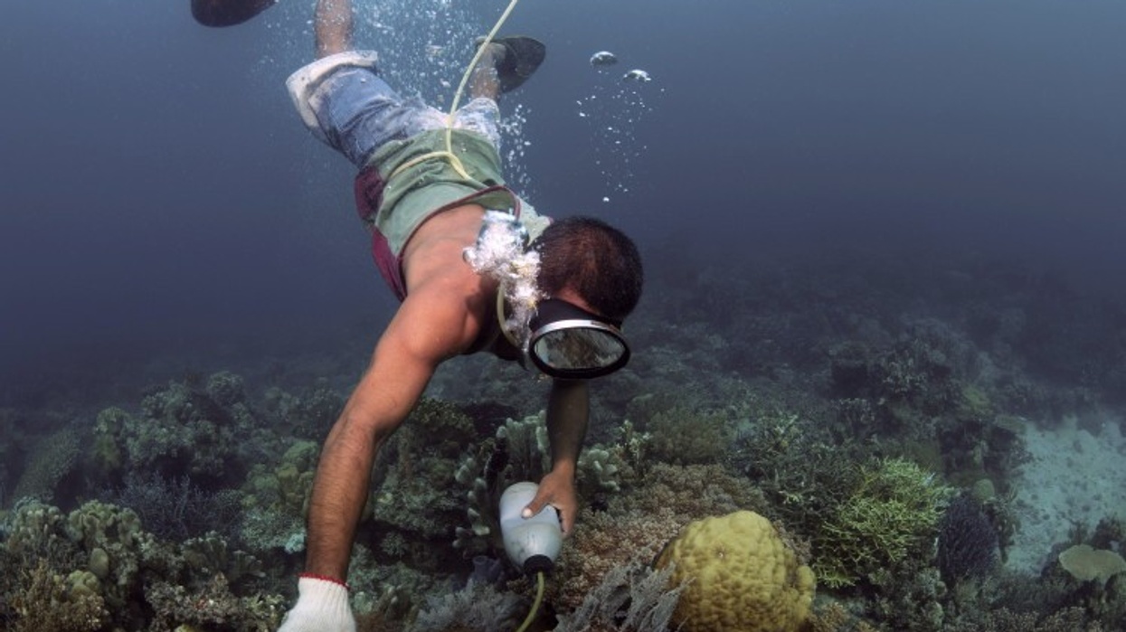 Sea Life Centres in Bid To Combat Cyanide Fishing