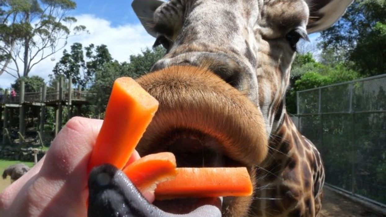 Auckland Zoo Achieves Record Visitation