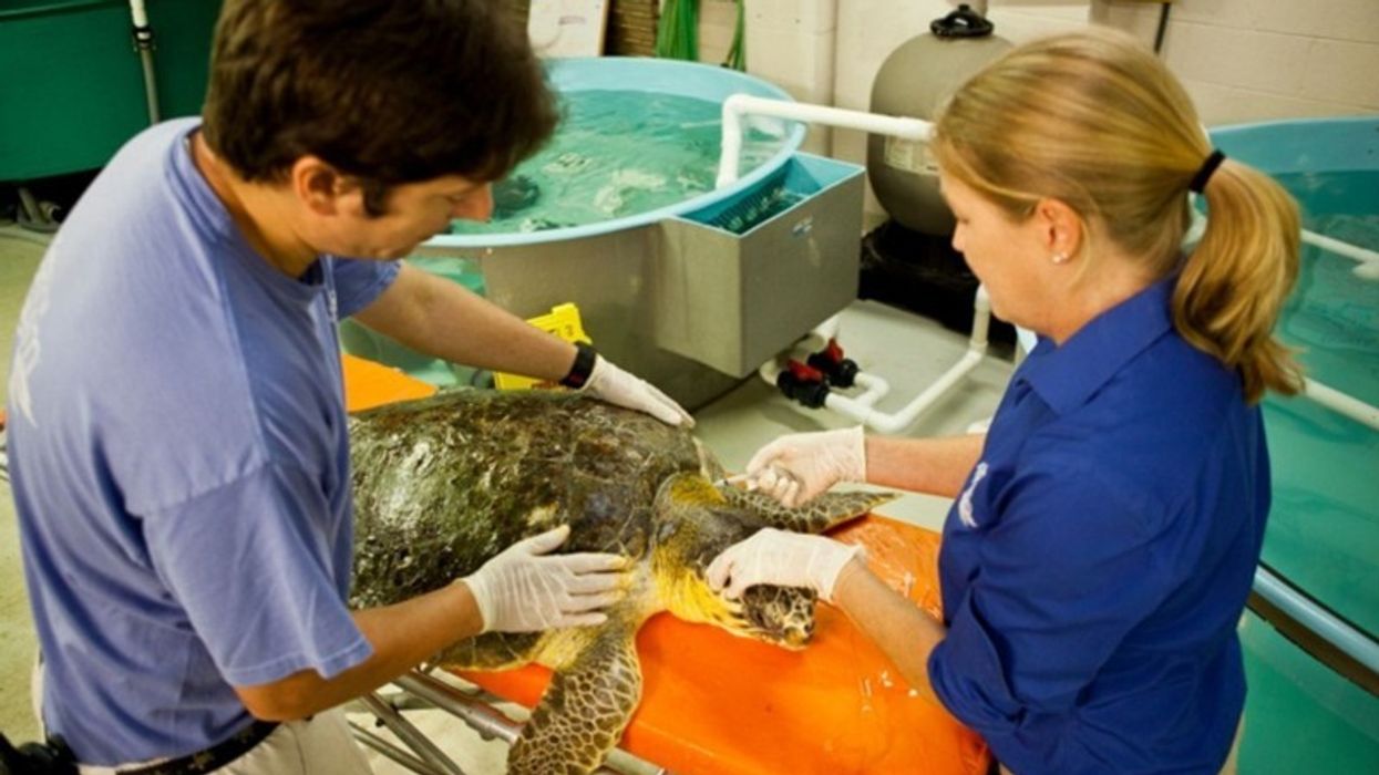 PGAV Destinations to Design South Carolina Aquarium’s new Sea Turtle Rescue Center