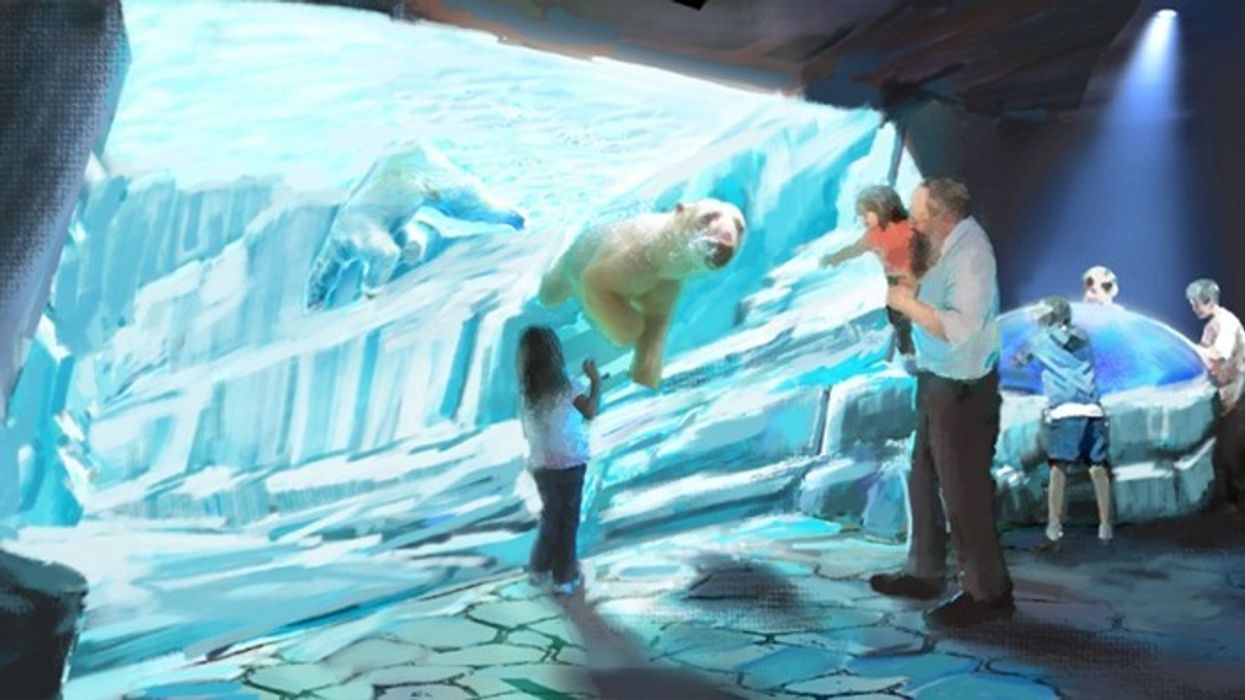 PGAV Destinations to Design New Polar Bear Habitat at Saint Louis Zoo