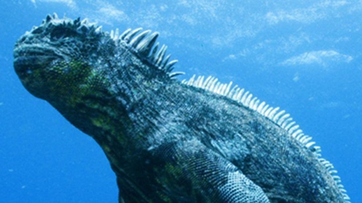 nWave Pictures Acquires Distributions Rights to “Galapagos 3D”