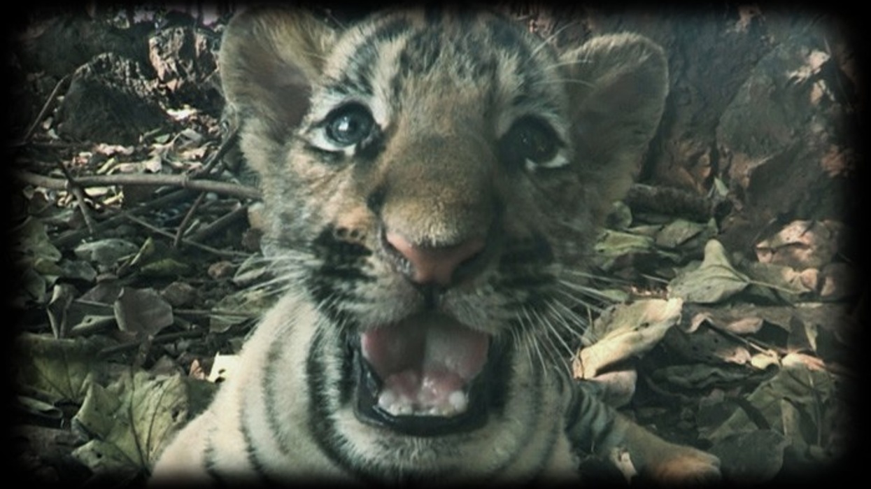 Tejix News: Expedition Tiger at Park Knuthenborg and OLS for Huracan Coaster at Bellewaerde Park