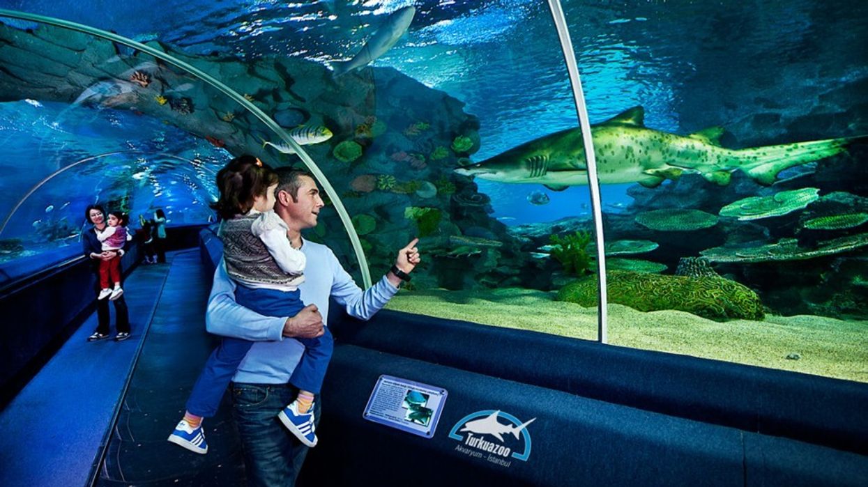 Merlin Entertainments Acquires Turkuazoo Aquarium, Istanbul