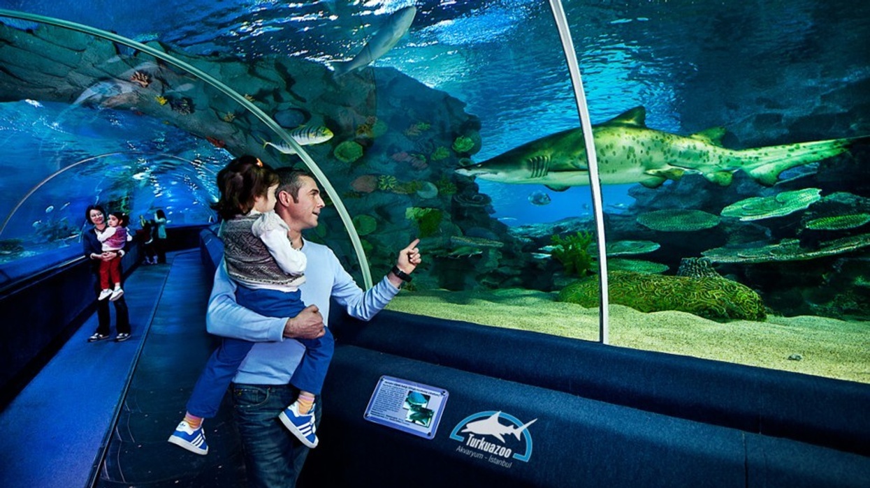 Merlin Entertainments Acquires Turkuazoo Aquarium, Istanbul