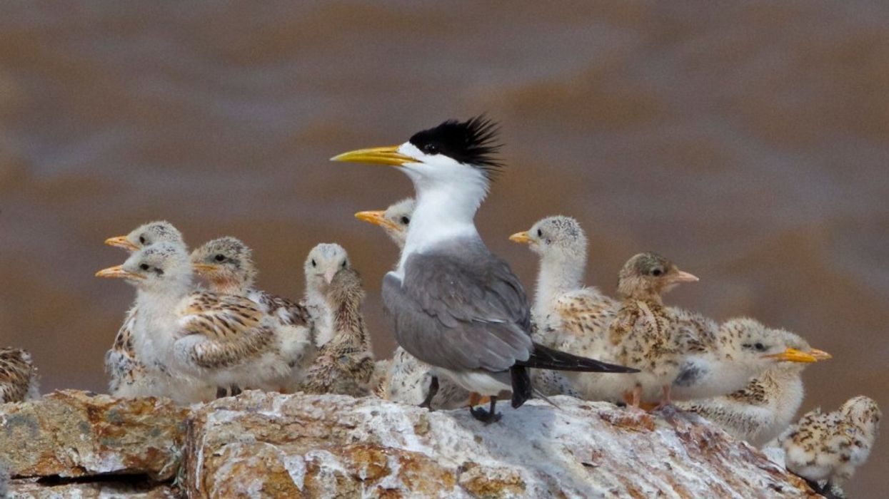 Ocean Park Announces China’s First Successful Artificial Restoration of Seabirds