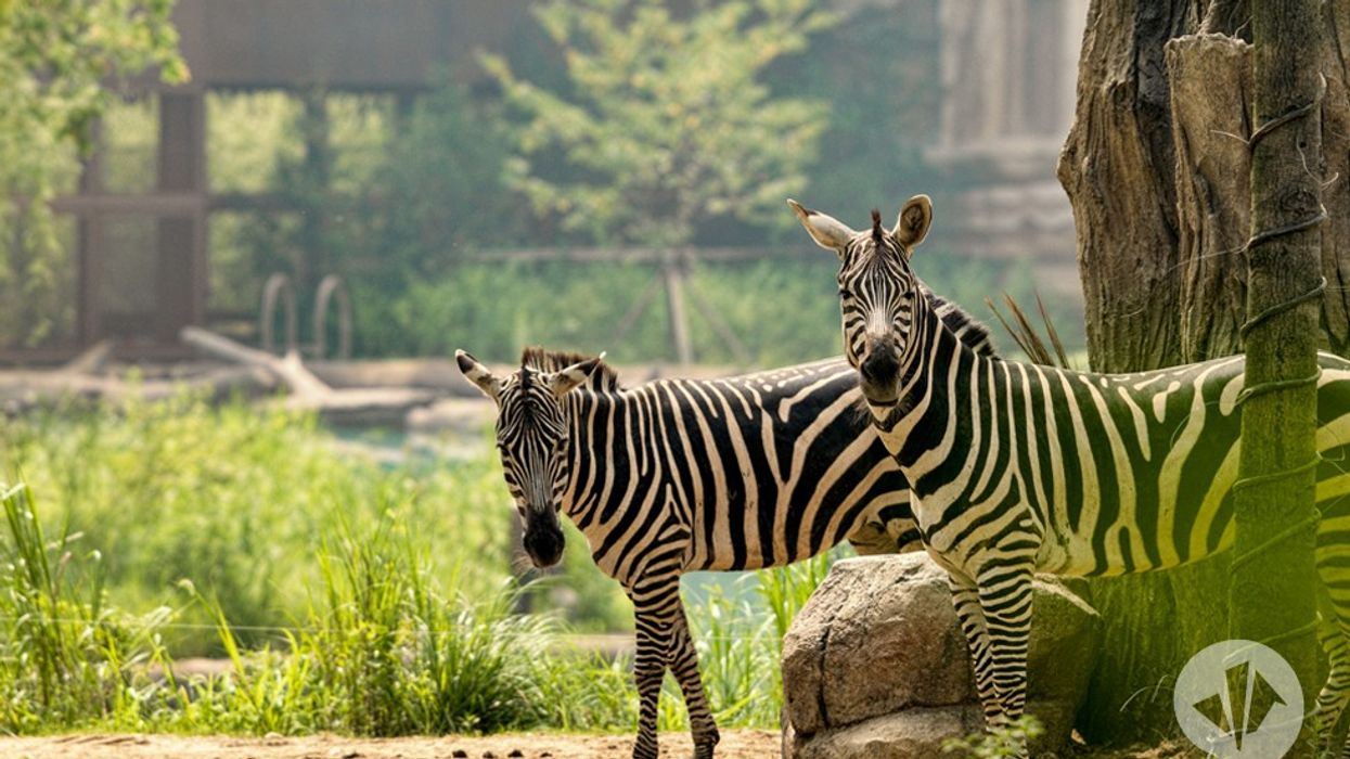 Samsung Everland's "Lost Valley", created by dan pearlman