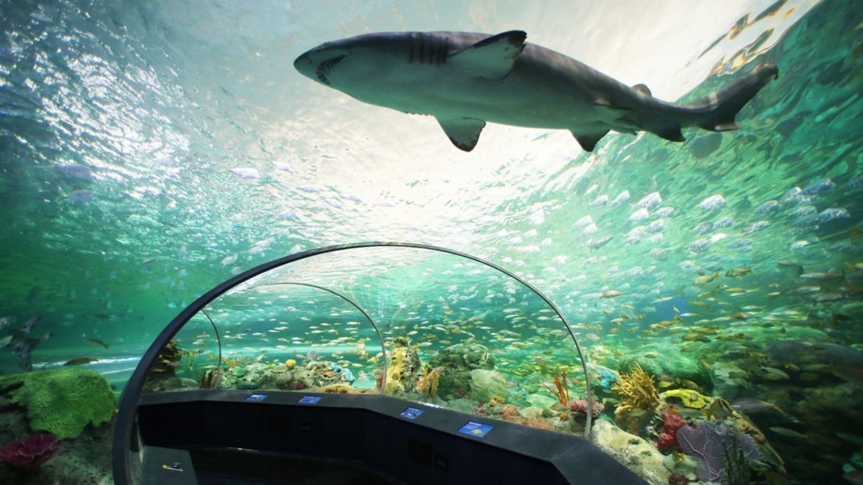 Ripley's Aquarium of Canada – Canada’s Largest Indoor Aquarium - Opens in Toronto