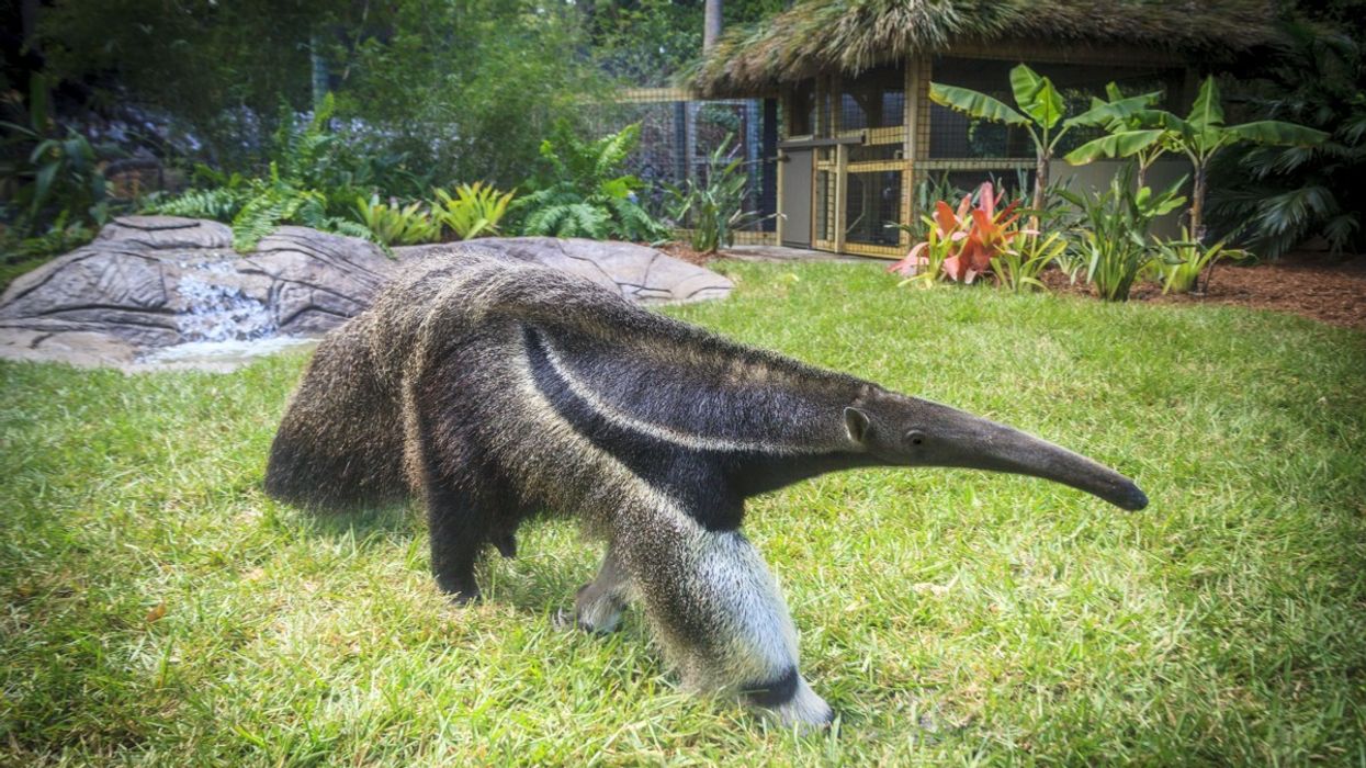 Naples Zoo Announces 2013 Attendance Record