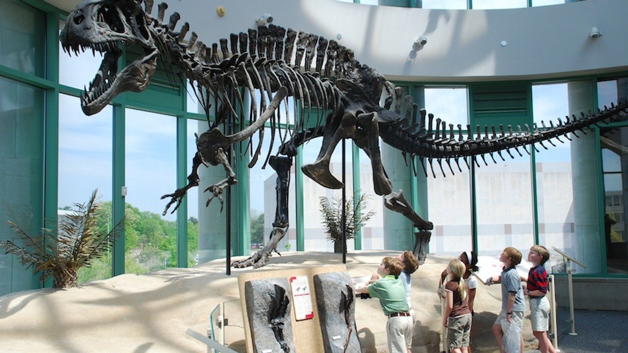 Dr Emlyn Koster, CEO of the North Carolina Museum of Natural Sciences: Are Museums Necessary, Not Just Nice?