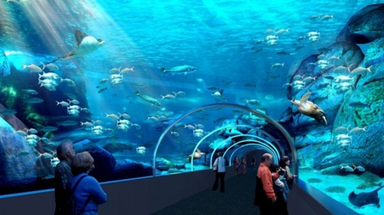 The Two Oceans Aquarium Begins Work on Expansion Project