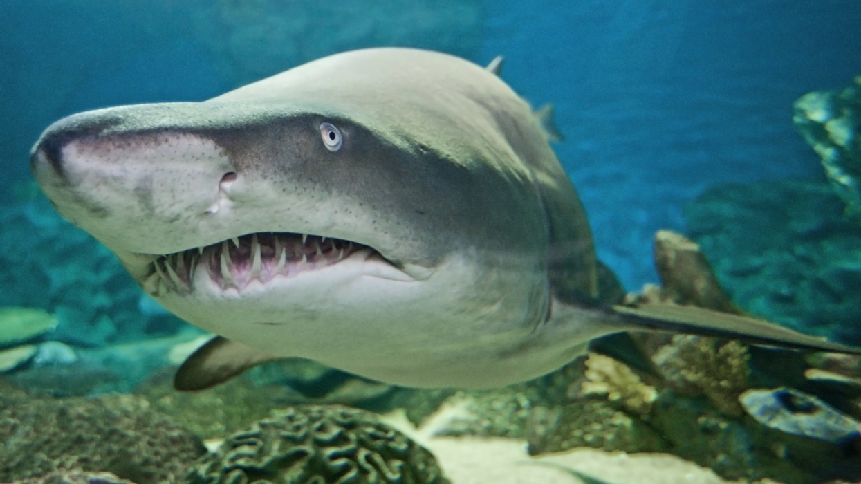 Shark Mystique Aquarium Opens at Ocean Park, Hong Kong