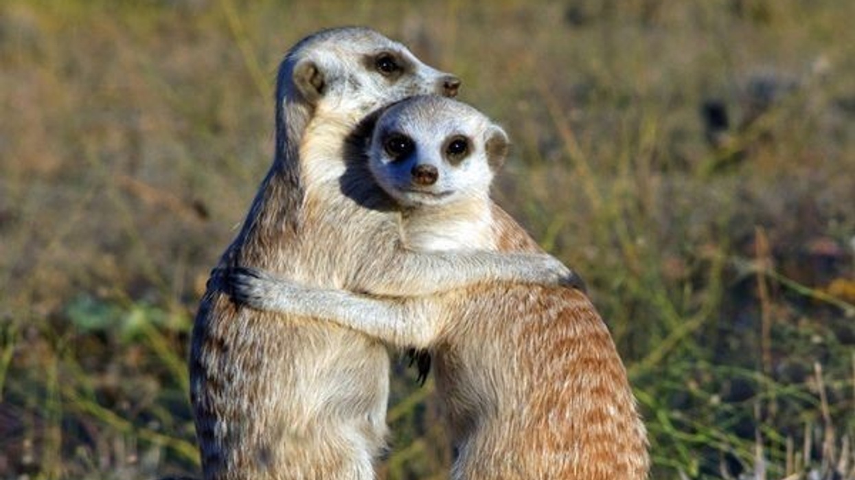 The Lawrence Hall of Science Announce New National Geographic 3D Theater