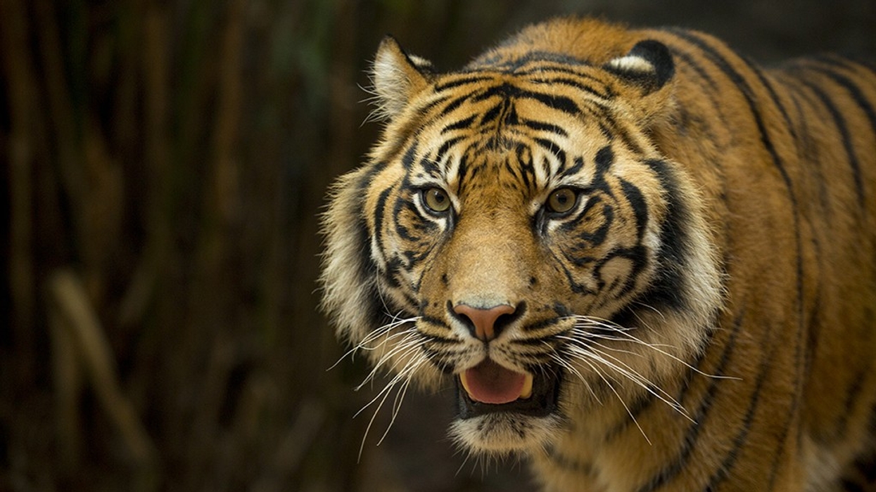 AO&A and Mousetrappe to Lead Taronga Zoo’s Centenary Theatre Project