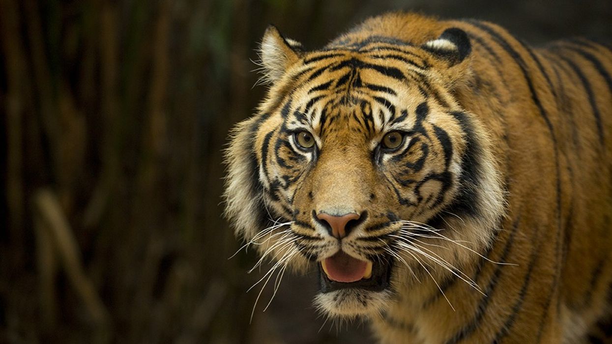 AO&A and Mousetrappe to Lead Taronga Zoo’s Centenary Theatre Project