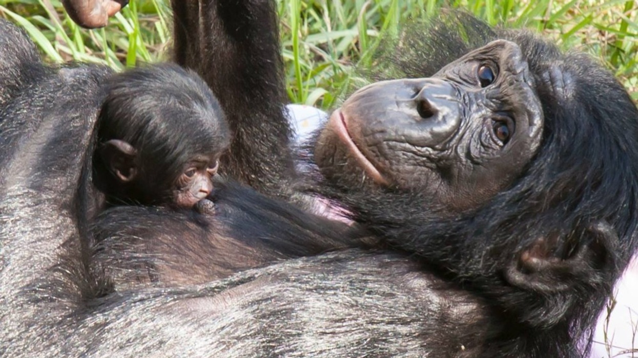 Record Attendance and Bonobo Baby for Jacksonville Zoo and Gardens