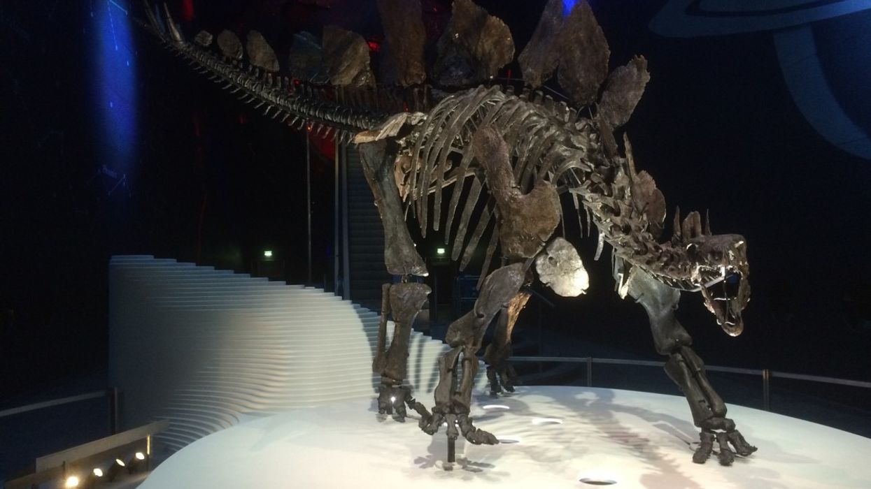 Paragon Creative Creates Display for Natural History Museum’s new Stegosaurus