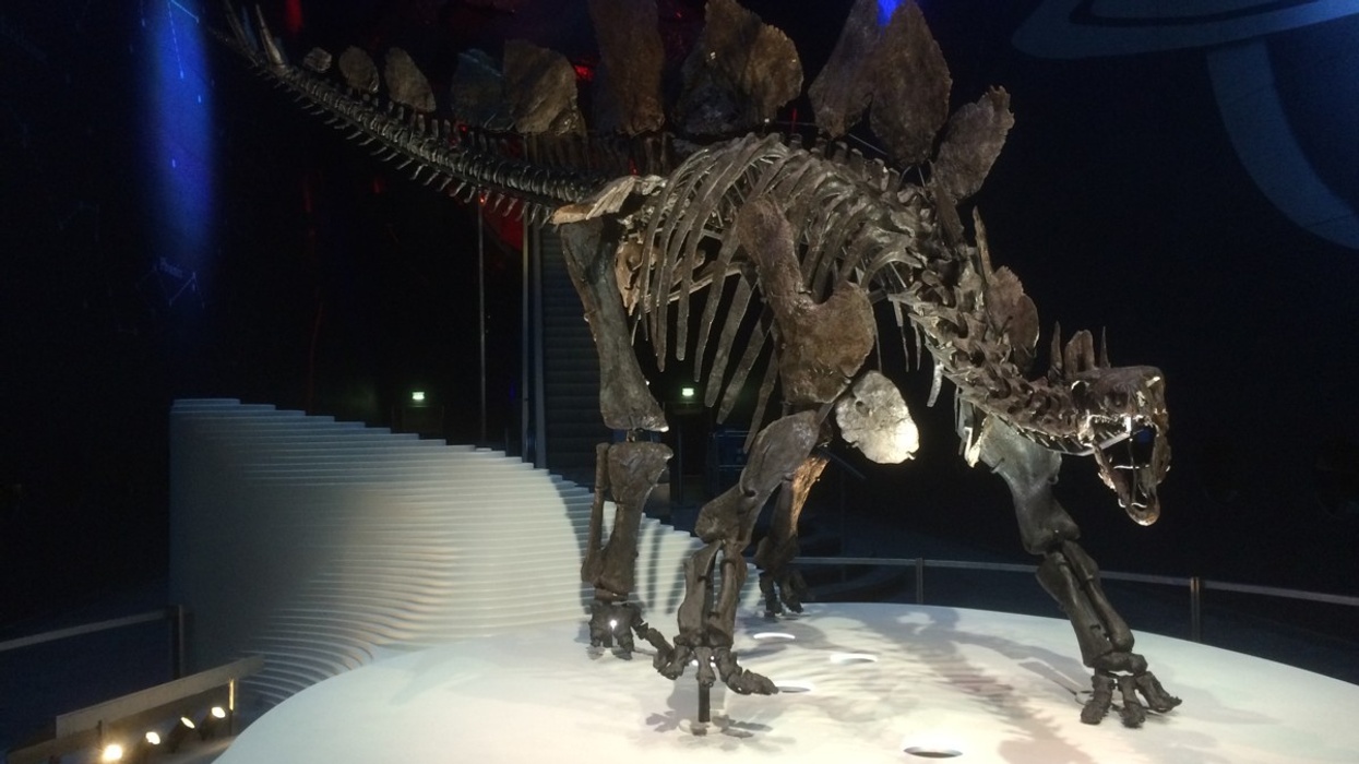 Paragon Creative Creates Display for Natural History Museum’s new Stegosaurus