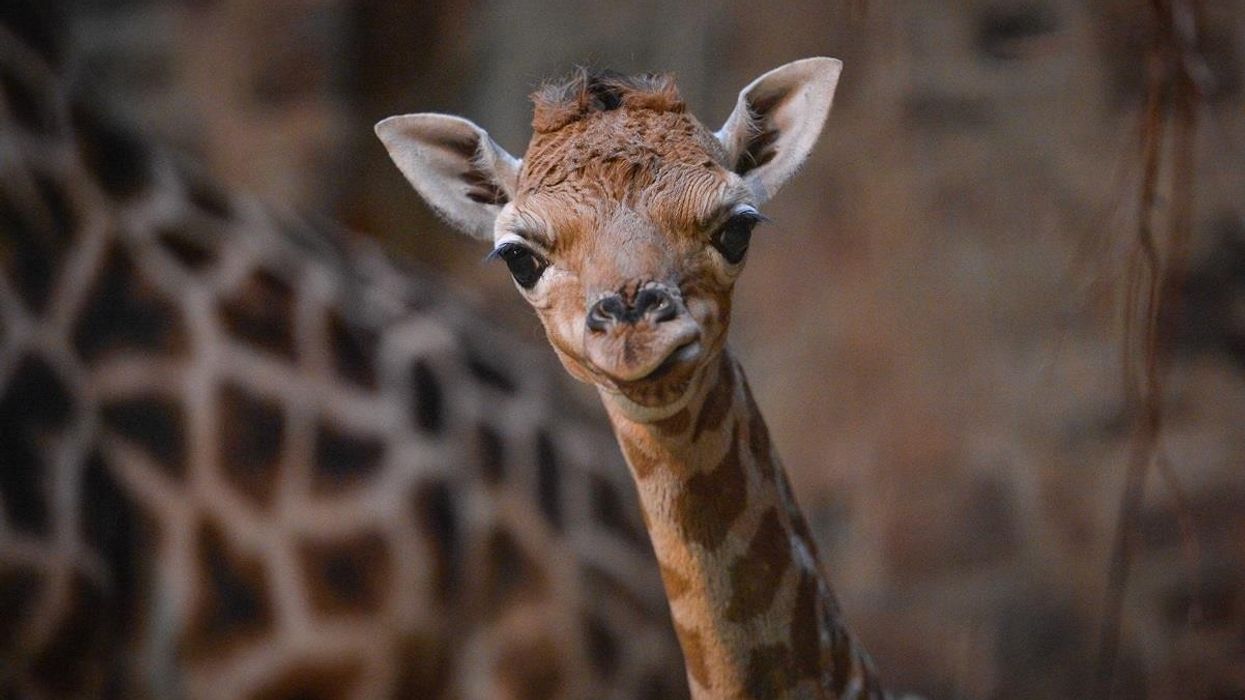 Chester Zoo Celebrates Record Breaking 2014 and Looks Forward to Islands