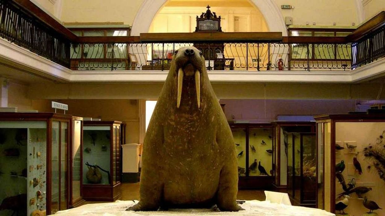 Syx Automations Provide Leisure Management Software for Horniman Museum and Gardens