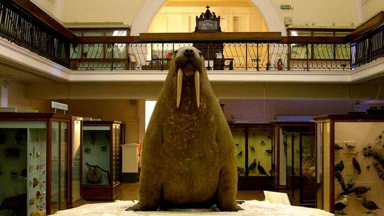Syx Automations Provide Leisure Management Software for Horniman Museum and Gardens
